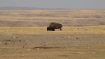 Bison, Grasslands NP, West block