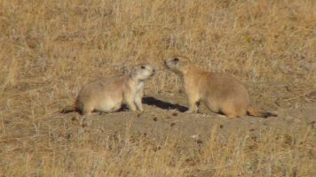 prairie dogs in Grassland NP, West block