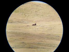 bison, seen from the Frenchman Valley campground through our telescope