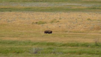 bison in Grasslands NP