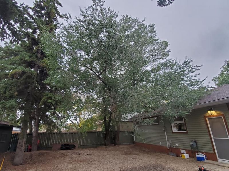 two elm trees make one humongous beast!