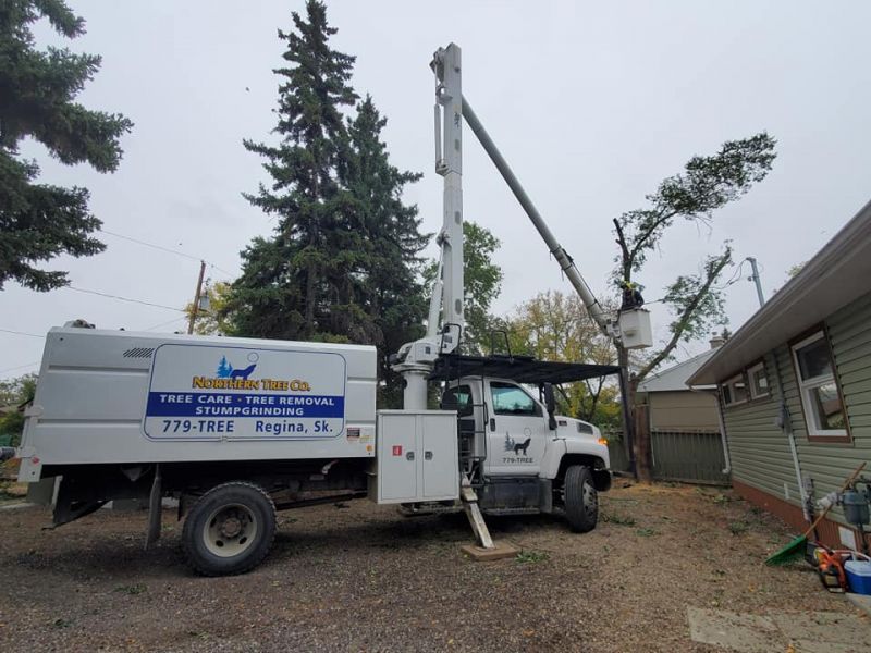 northern tree regina