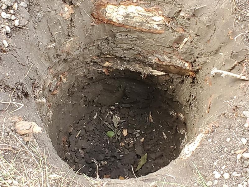 cutting through tree roots