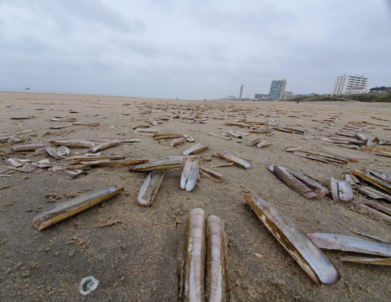 Atlantic Jackknife Clams, Zandvoort
