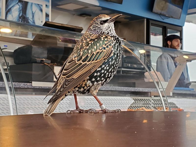 starling