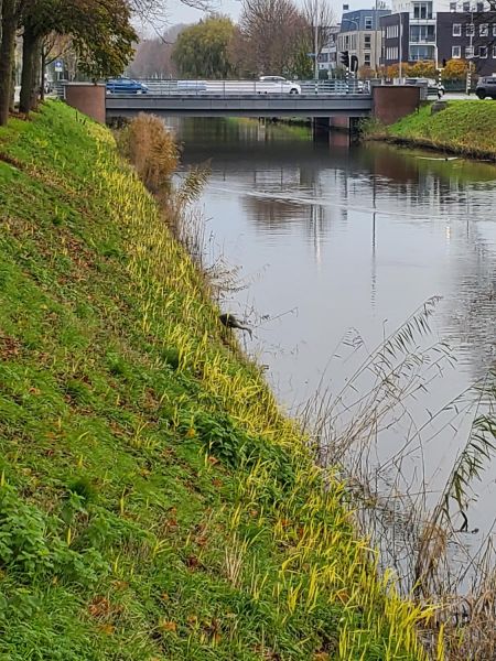 a heron in the Noordervaart, Nieuw Vennep