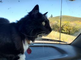 Arya in the motorhome