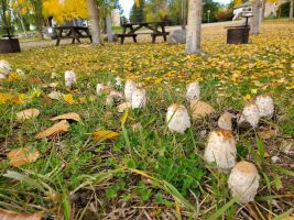 East Goose Lake campground