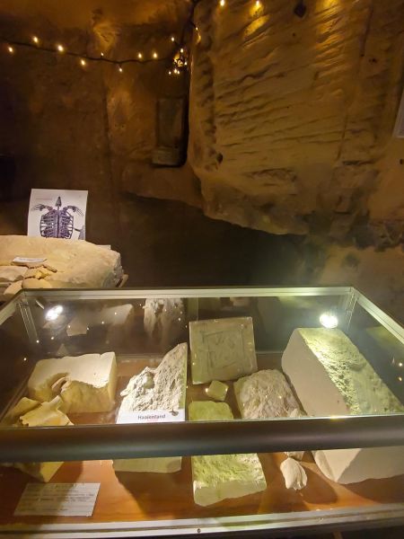 fossils found in the marl in Valkenburg
