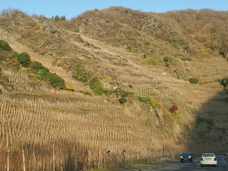 vineyards in Mayschoß