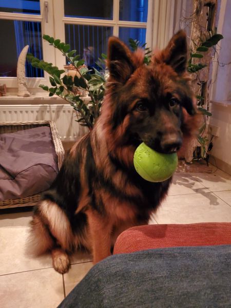 Irah, Els and Leon's wonderful dog with endless energy