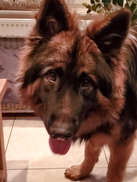 Irah, Els and Leon's wonderful dog with endless energy