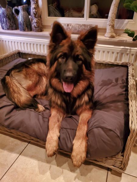 Irah, Els and Leon's wonderful dog with endless energy