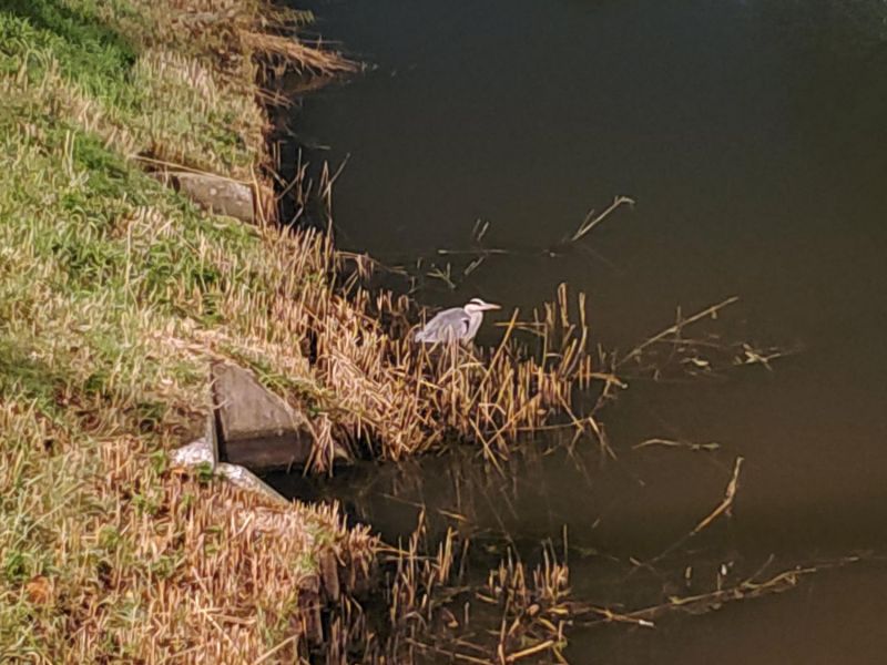 a heron in the Noordervaart in Nieuw-Vennep