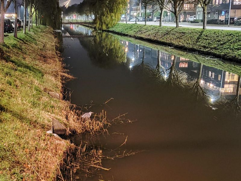 a heron in the Noordervaart in Nieuw-Vennep