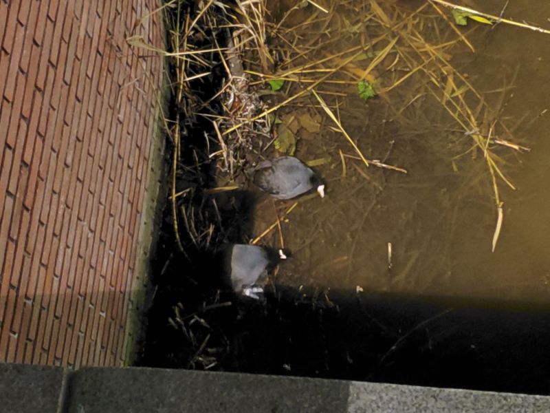 Eurasian coots in the Noordervaart in Nieuw-Vennep