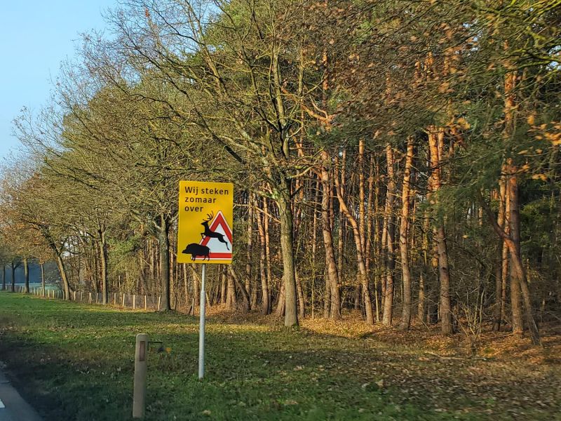 they promised deer and wild boar near Bergeijk, but we didn't see any!