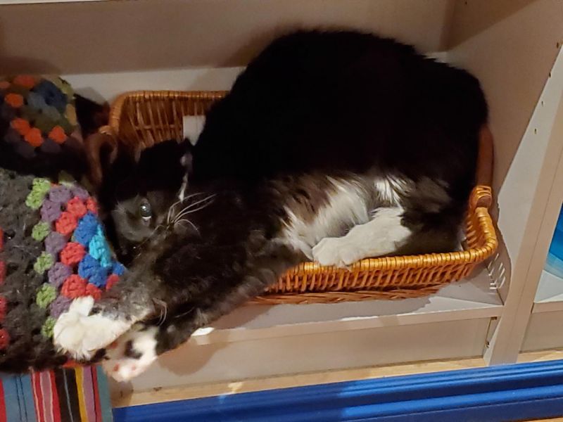 Arya enjoying herself with a catnip toy