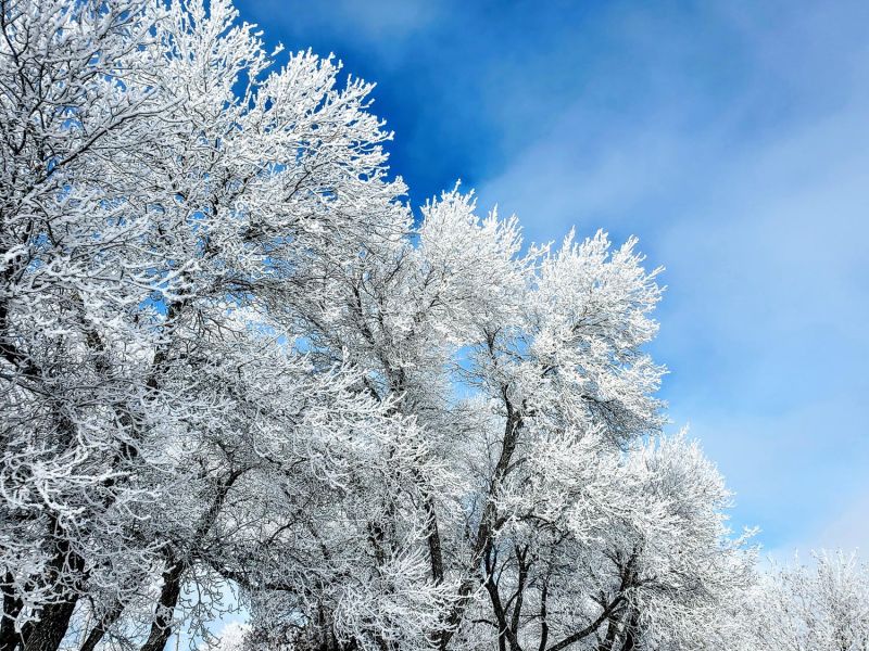 hoarfrost in Regina