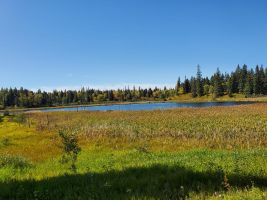driving through Riding Mountain