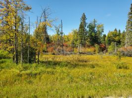driving through Riding Mountain