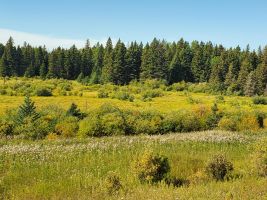 driving through Riding Mountain